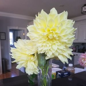 Meet your Posher, Lori